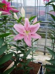 [6281 Lilium 64 No02.JPG]